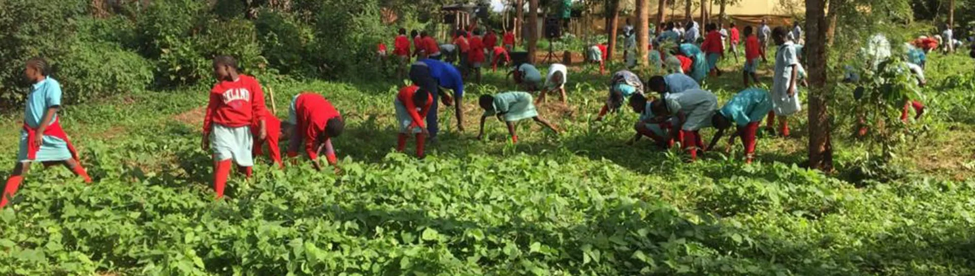 Schoolchildren in red and blue uniforms working together in a lush green garden in Dagoretti, Nairobi